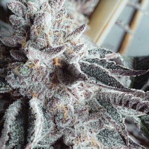 幸運葡萄 ( LUCKY GRAPES )